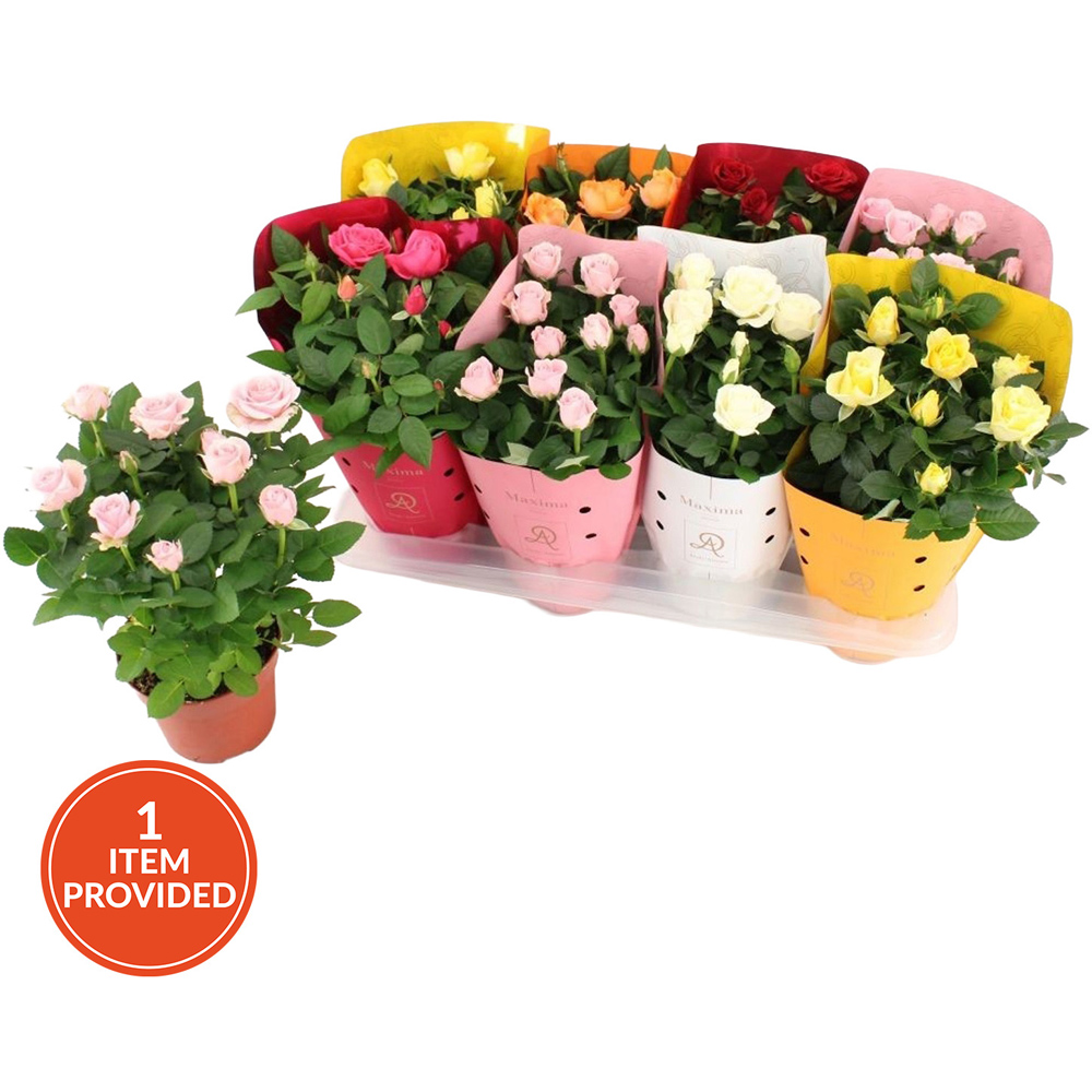 Kalanchoe Queen Flowering Plant Image 4