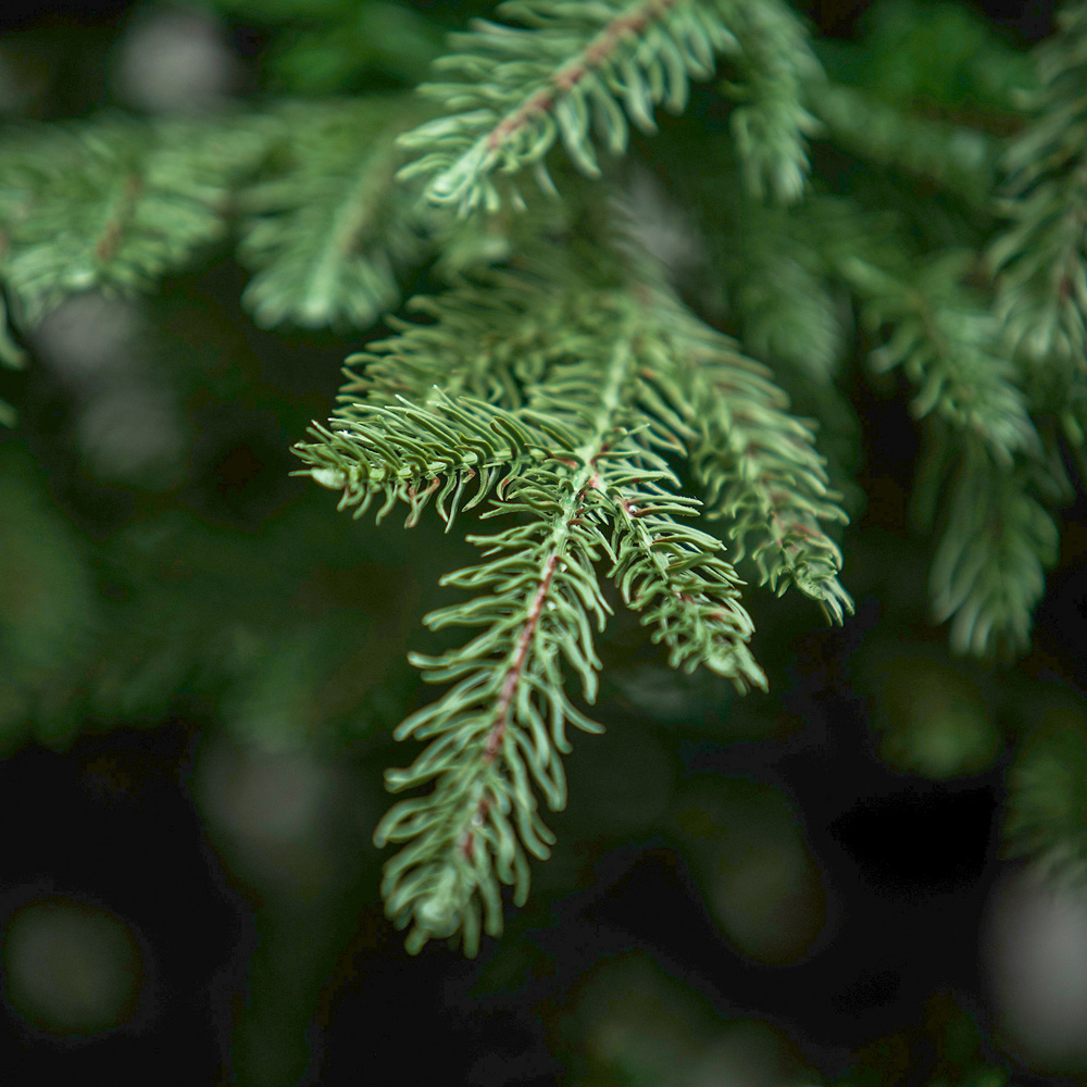 The Christmas Centre Highclere Green Wide Spruce Artificial Xmas Tree 7ft Image 4