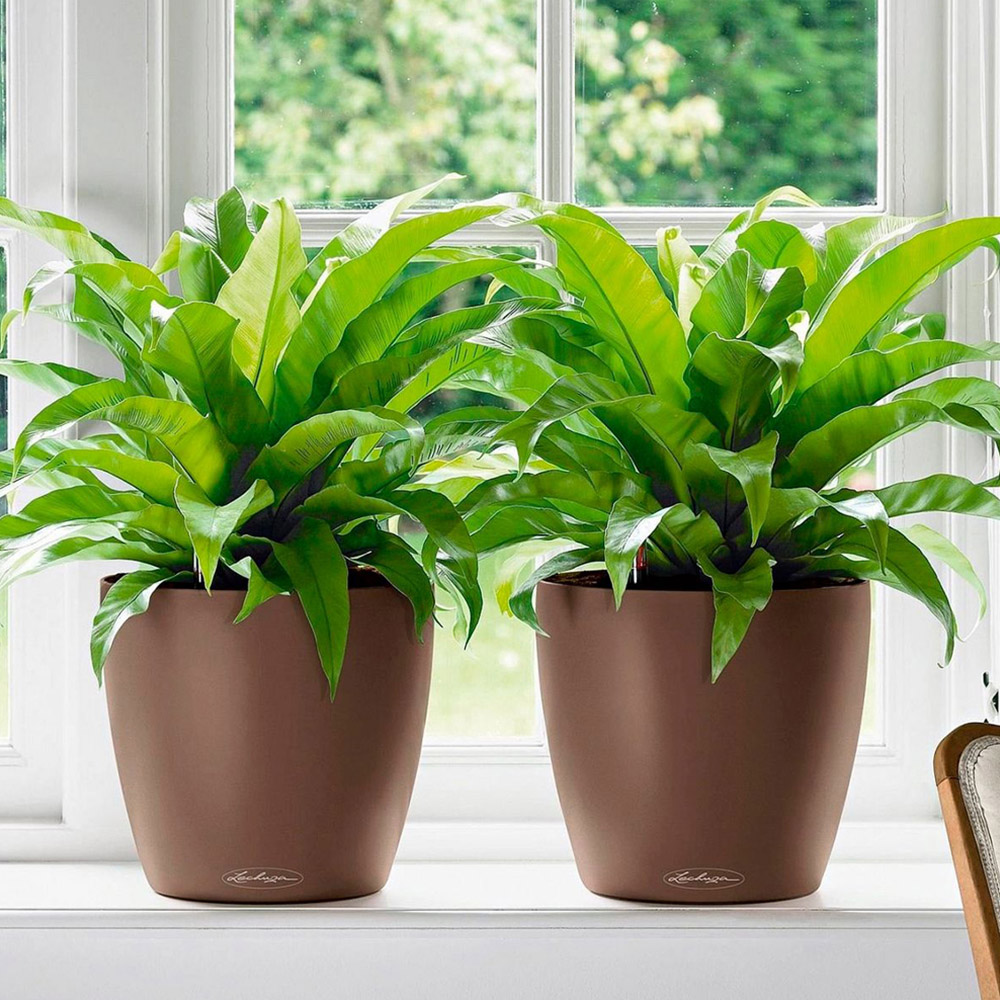 Lechuza Classico Nutmeg Poly-Resin Self-Watering Planter 28cm 2 Pack Image 2