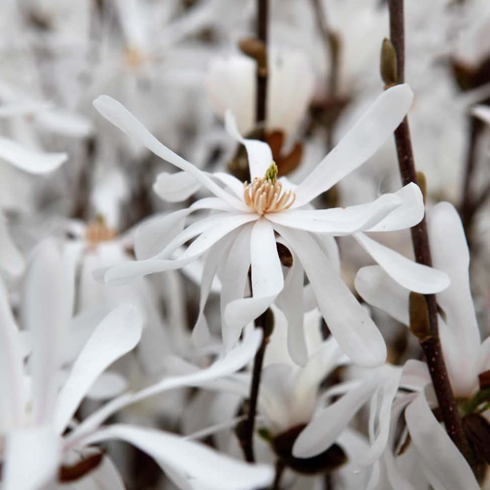 Thompson and Morgan Magnolia Stellata Royal Star Plant Pot 3.5L Image 4