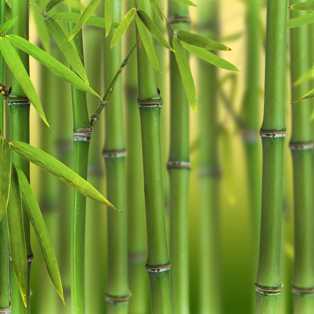 wilko Green Bamboo Plant Pot 5L Image 1