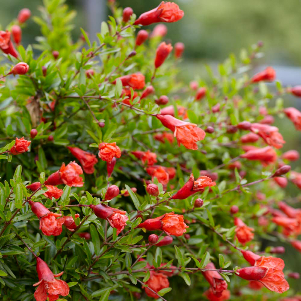 Thompson and Morgan Punica Granatum Seeds Image