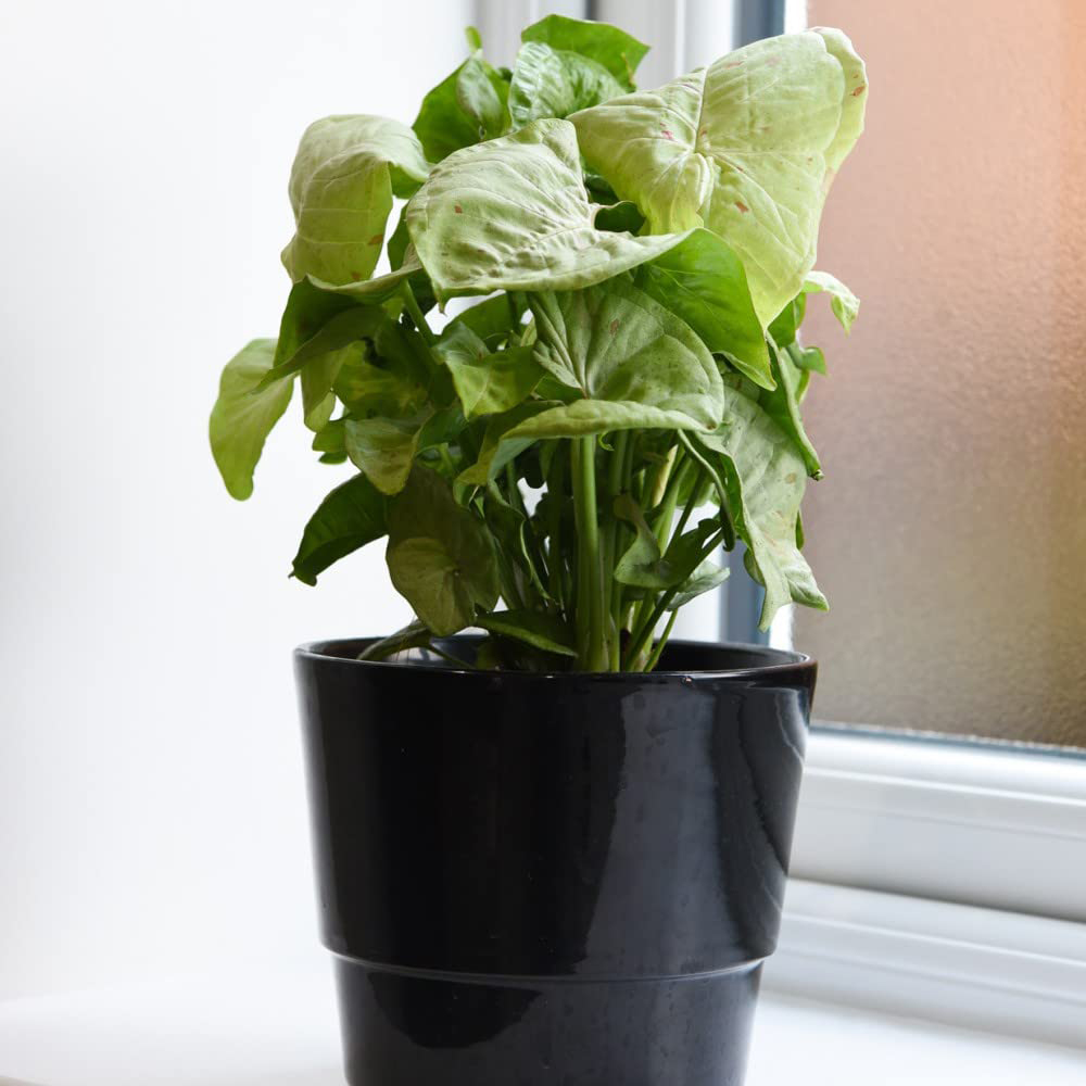 Thompson and Morgan Syngonium Confetti Plant in Pot 12cm Image 1