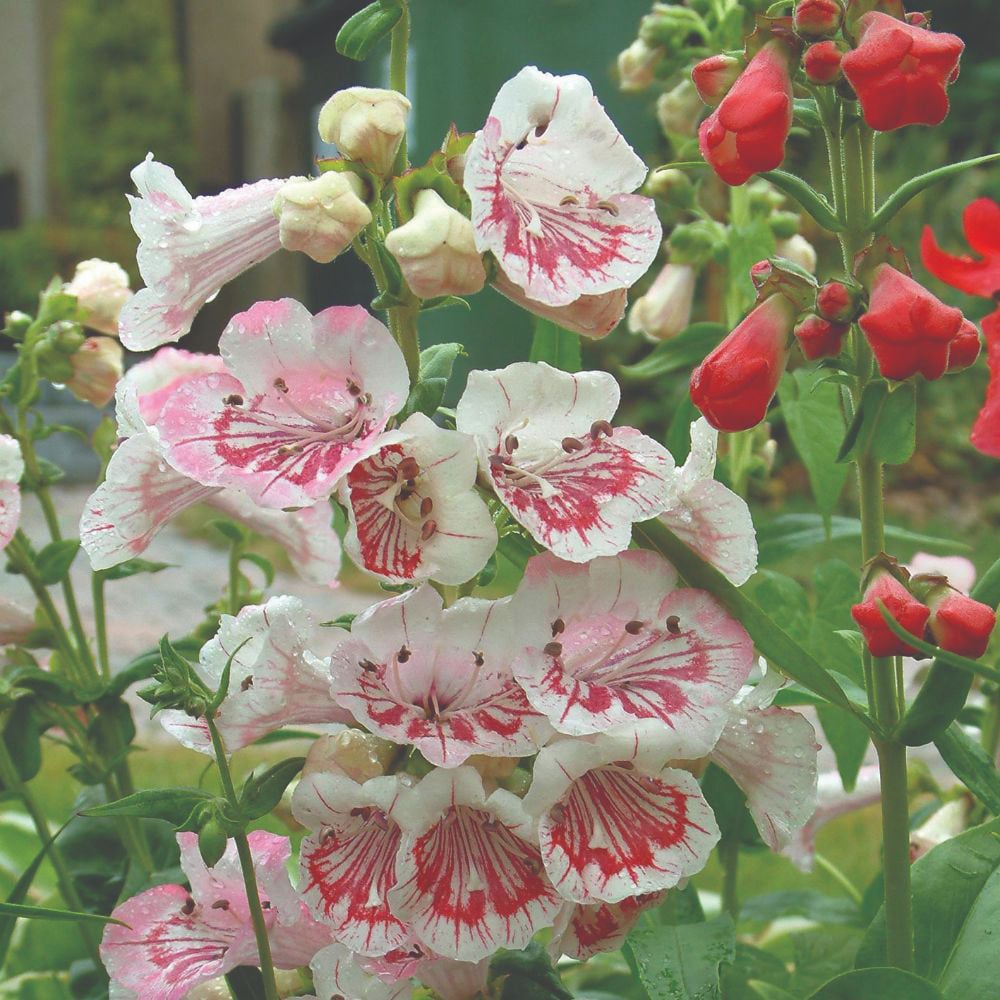 Thompson and Morgan Penstemon Icecream Strawberries and Cream Jumbo Plug Plant Image 1