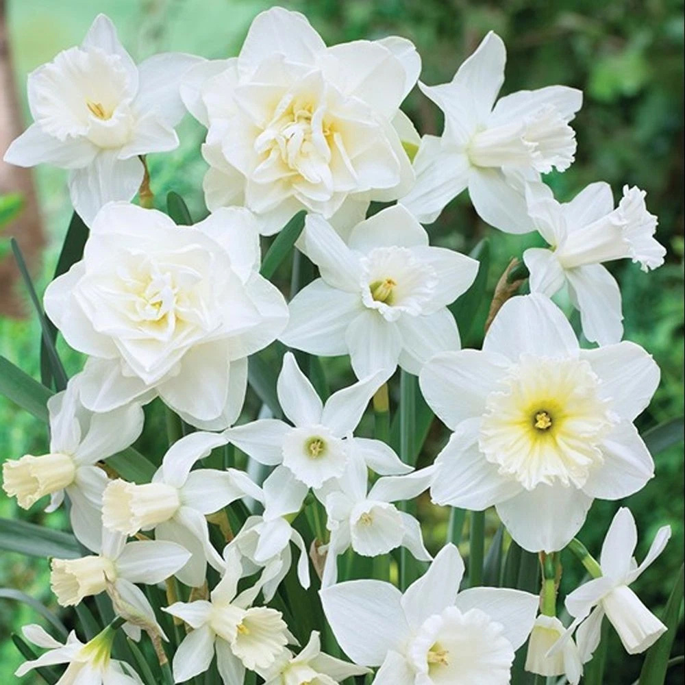 Thompson and Morgan Daffodil White Diamonds Mixture Autumn Planting Bulb 32 Pack Image 4