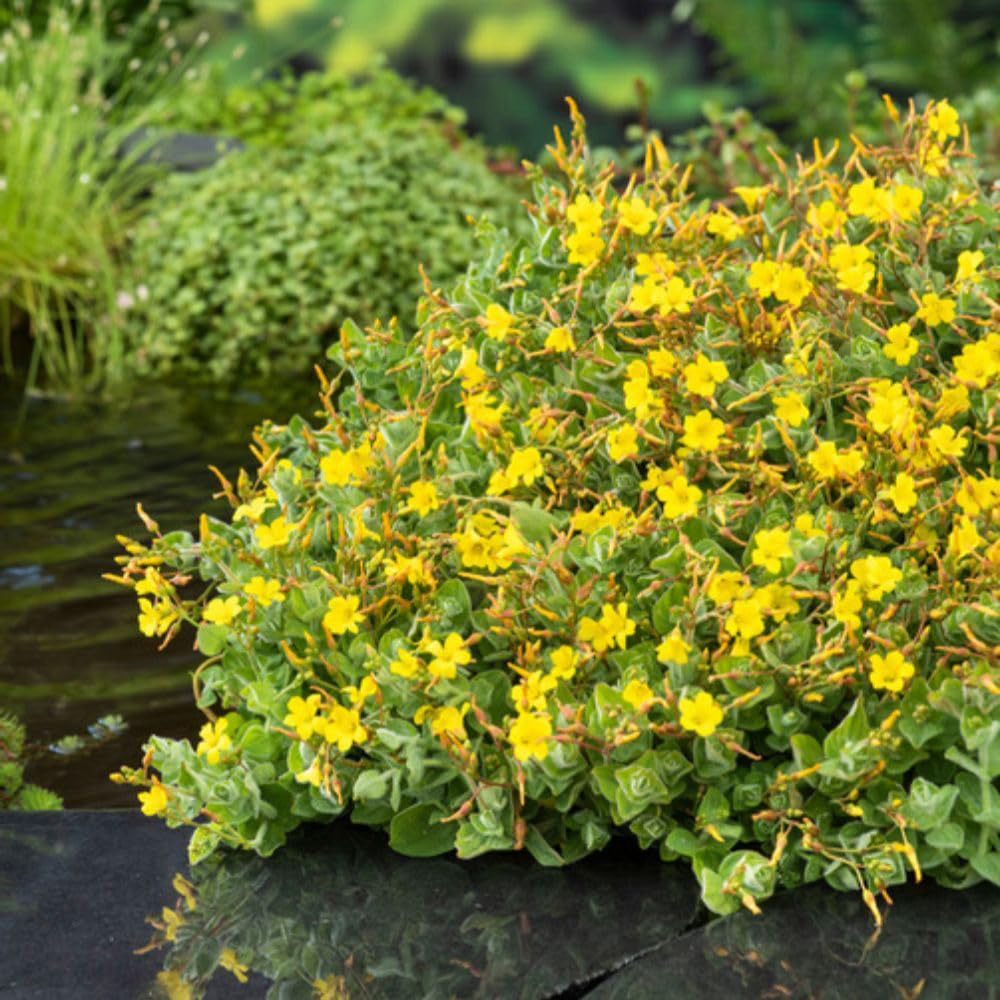 Thompson and Morgan Hypericum Elodes Plant Pot 9cm 3 Pack Image 3