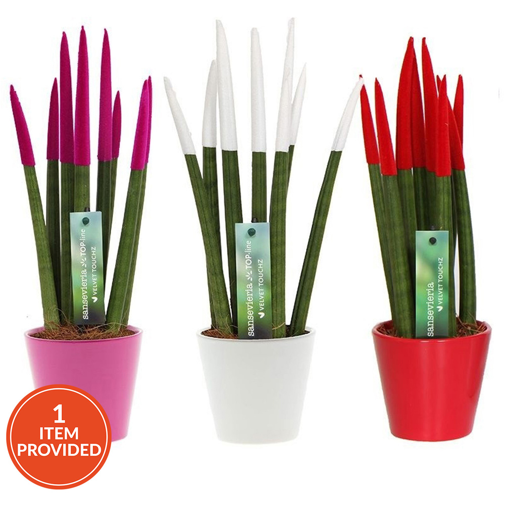 Sansevieria Velvet in Ceramic Pot Image 2