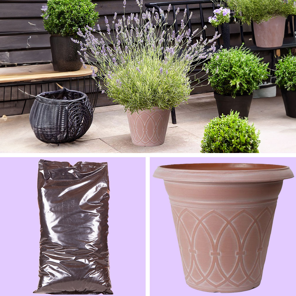 YouGarden English Lavender Grow Kit Image 1
