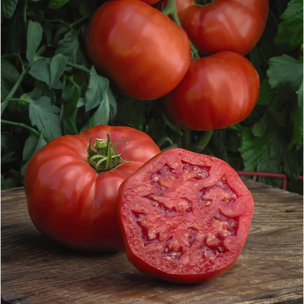 Thompson and Morgan Tomato Burlesque F1 Seeds Image 3