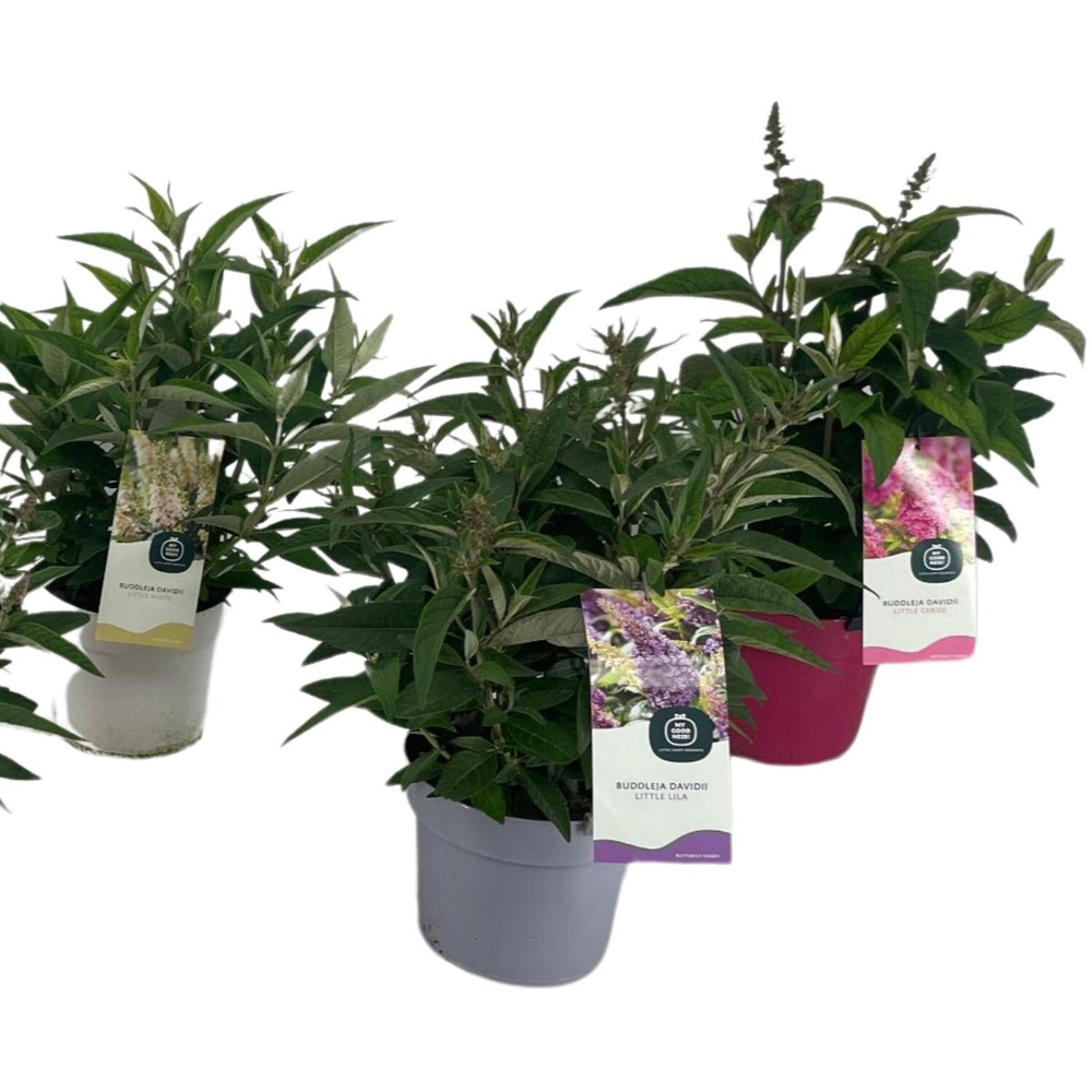 Buddleja Davidii Little Butterfly Candy Plant Image 4