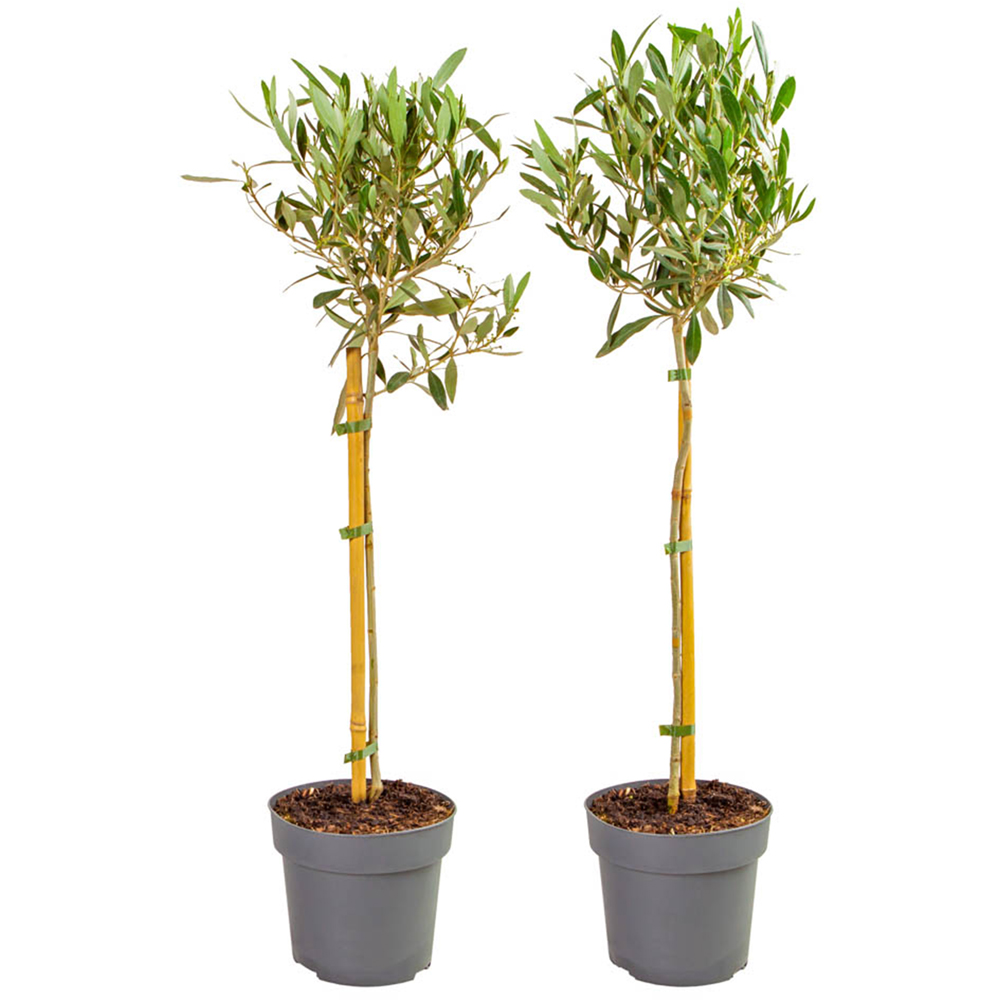 YouGarden Olive Tree Standards with Hessian Wrapped Pots 2 Pack Image 3