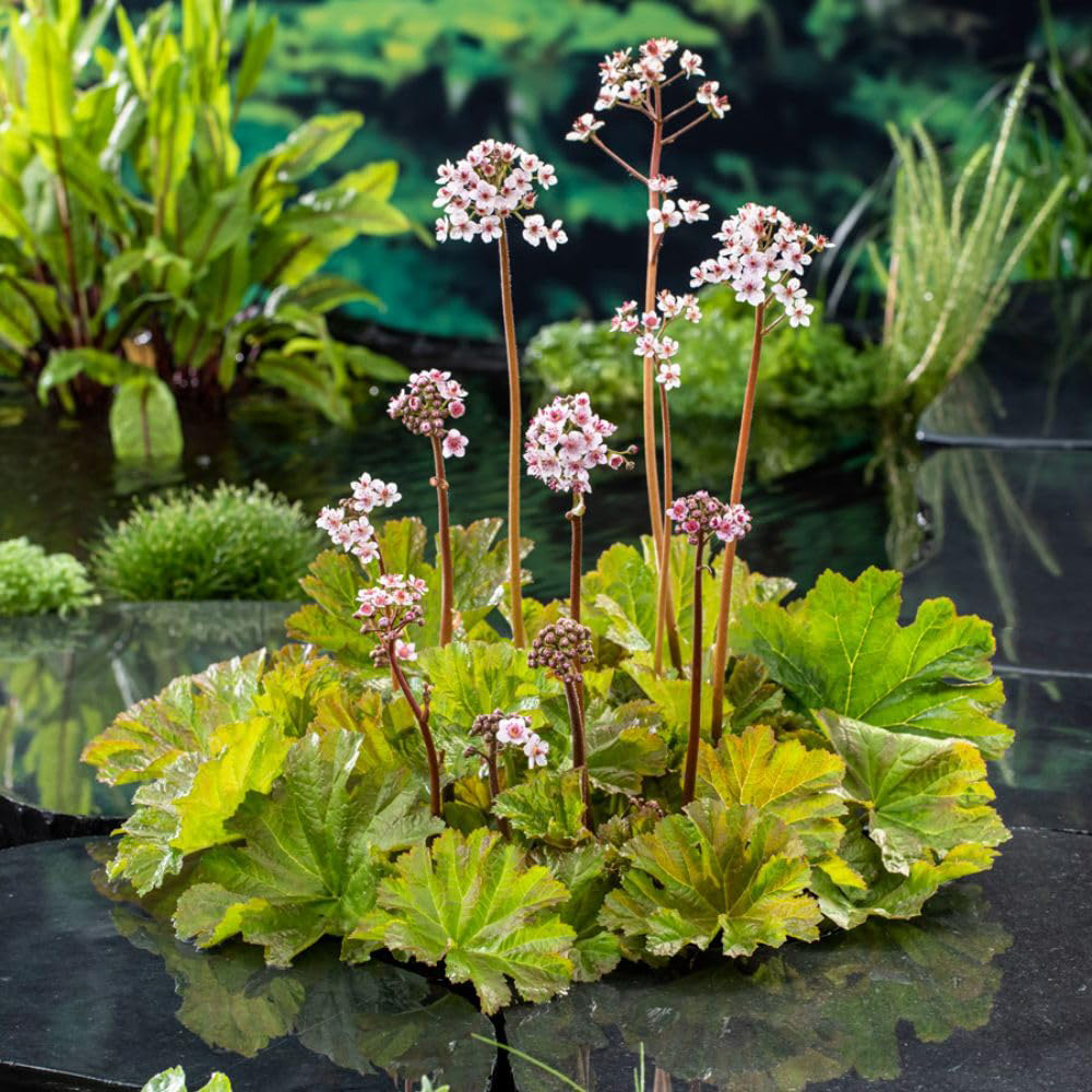 Thompson and Morgan Darmera Peltata Plant Pot 9cm 2 Pack Image 1