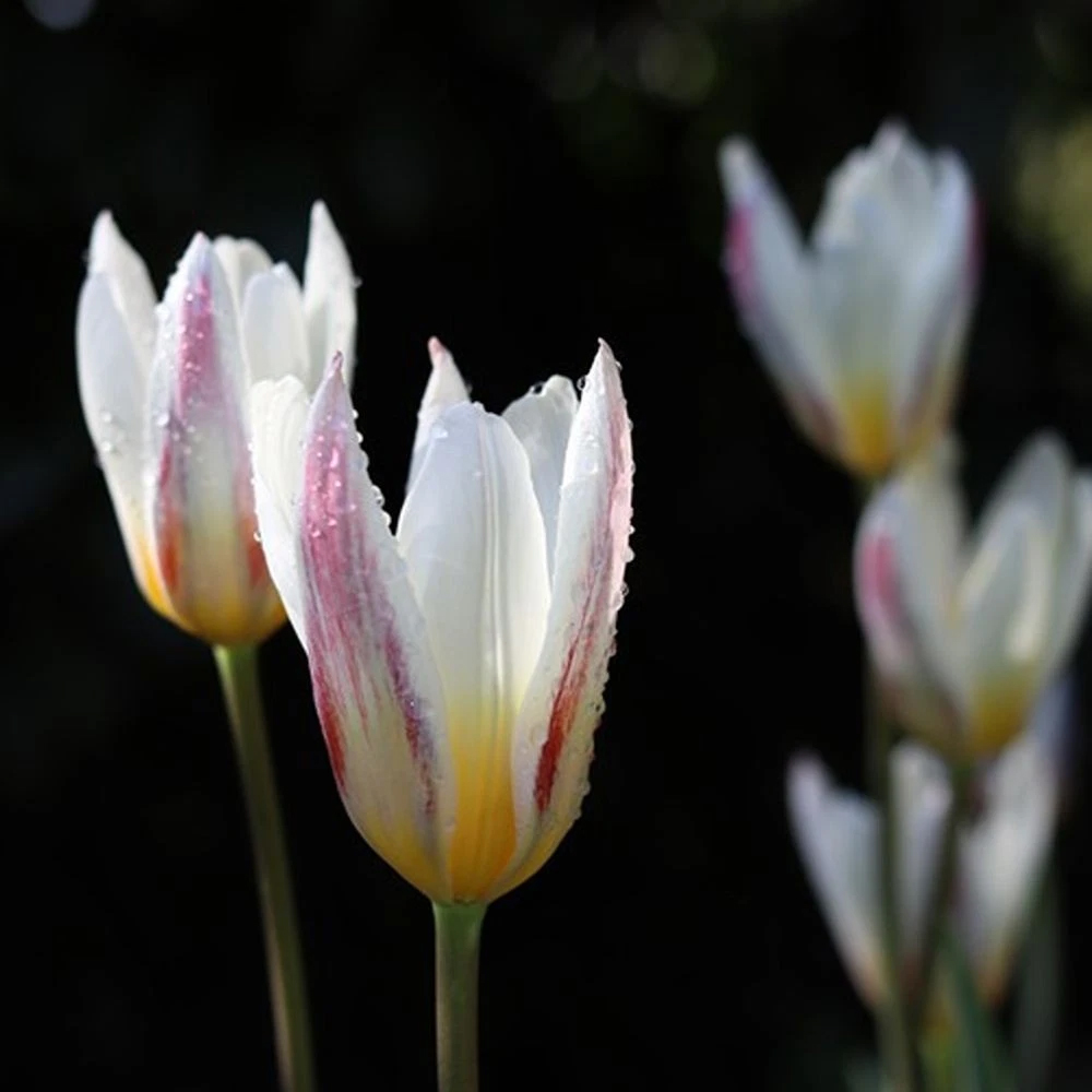 Thompson and Morgan Tulip Ice Stick Planting Bulb 16 Pack Image 5