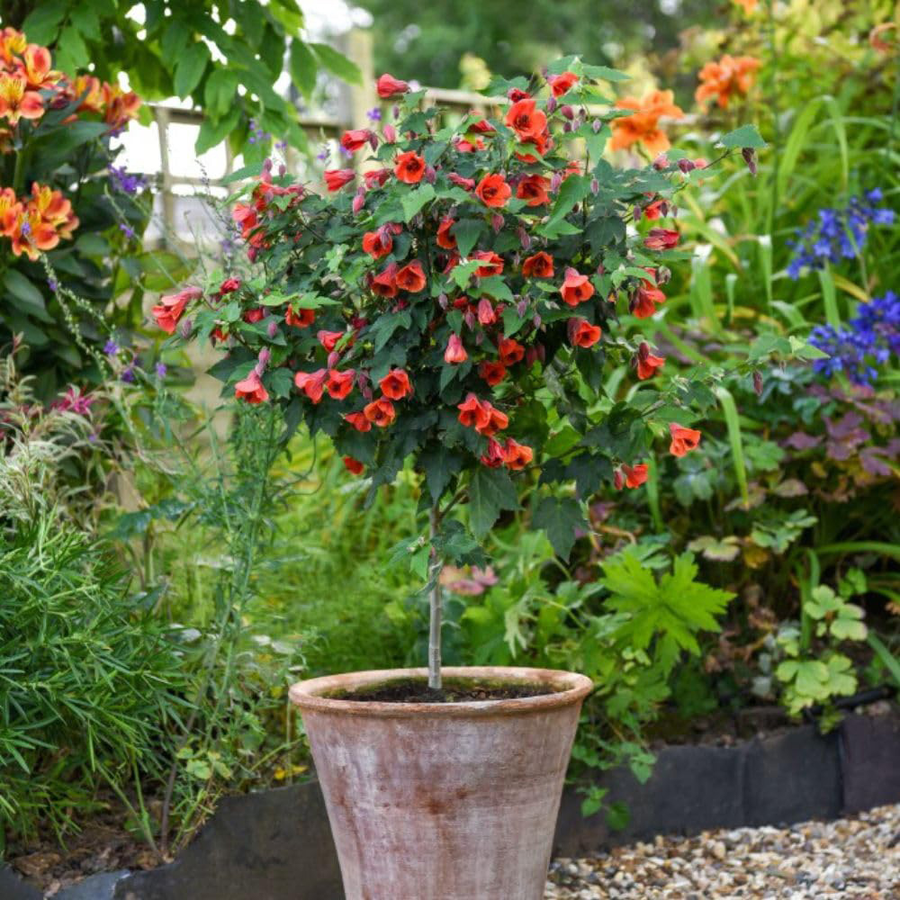 Thompson and Morgan Abutilon Standard Red Trumpet Plant Pot 14cm Image 2