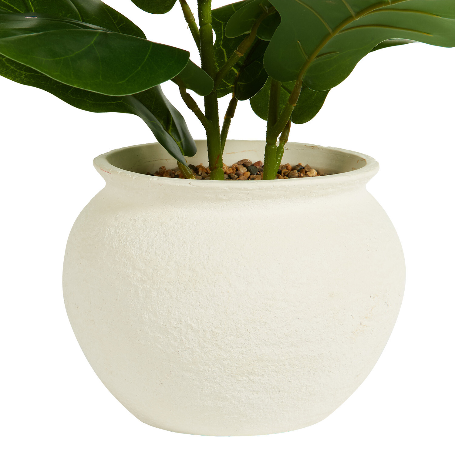 Fiddle Plant in Ceramic Pot - Green Image 6
