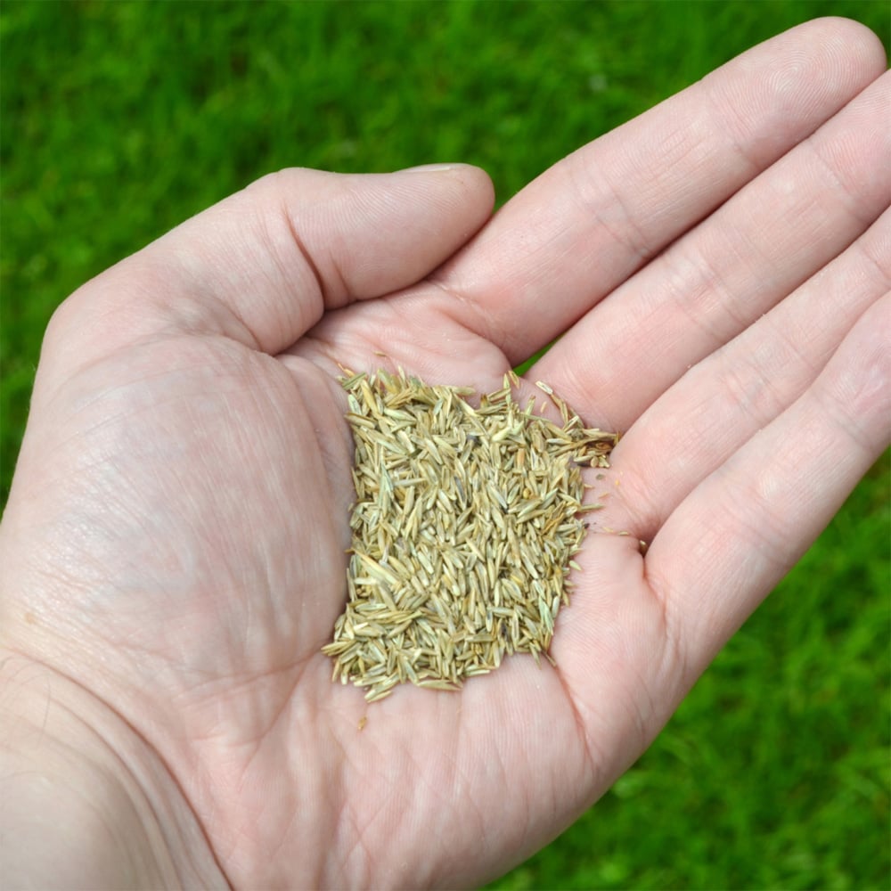 Inturf Grass Seed Bag 1kg Image 2