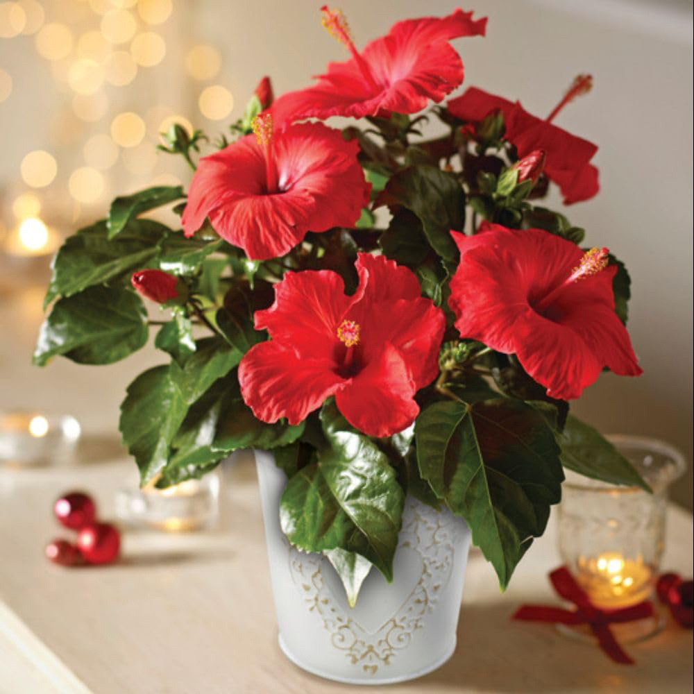 Thompson and Morgan Christmas Gift Hibiscus Flair Plant Pot 13cm Image 1