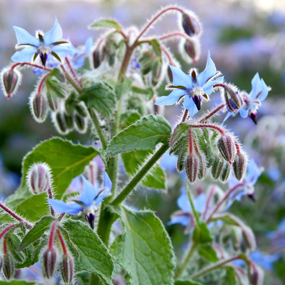 Thompson & Morgan Borage Promo New Kew Range Seeds Image 2
