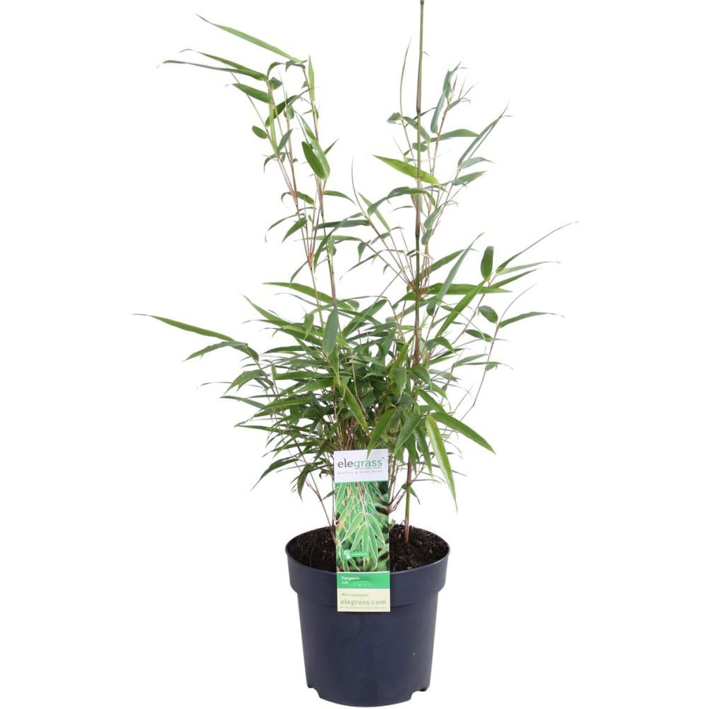 Thompson and Morgan Umbrella Bamboo Fargesia Rufa Plant Pot with Dark Grey Planter 19cm Image 2