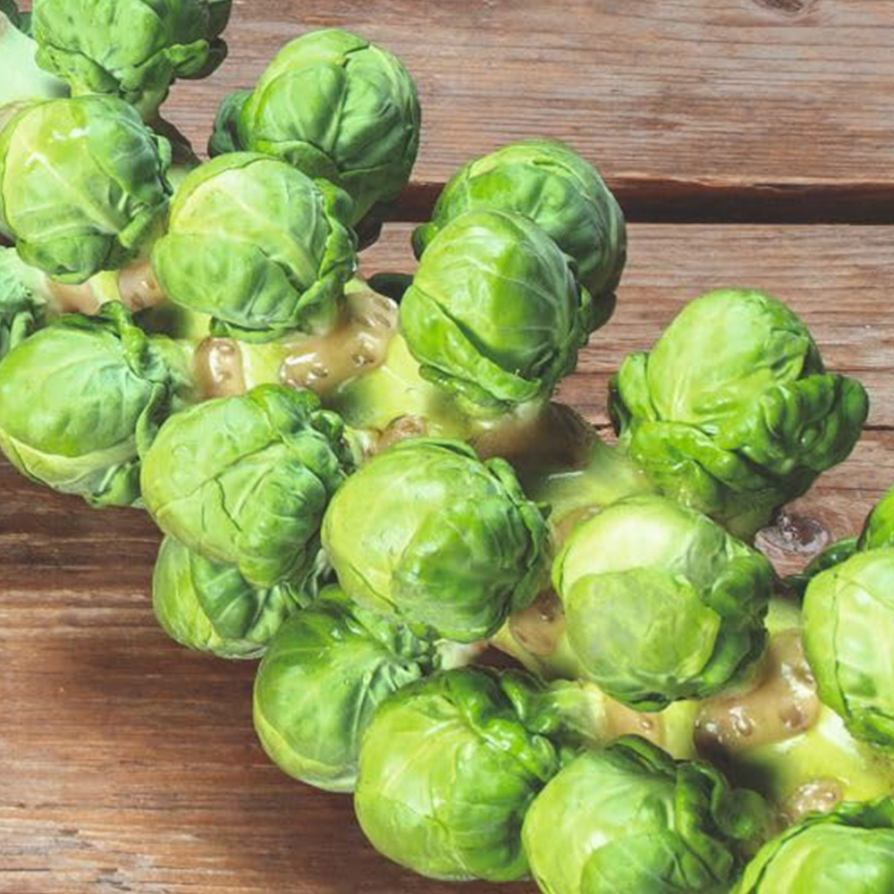 Thompson and Morgan Brussels Sprout Hector F1 Seeds Image 1