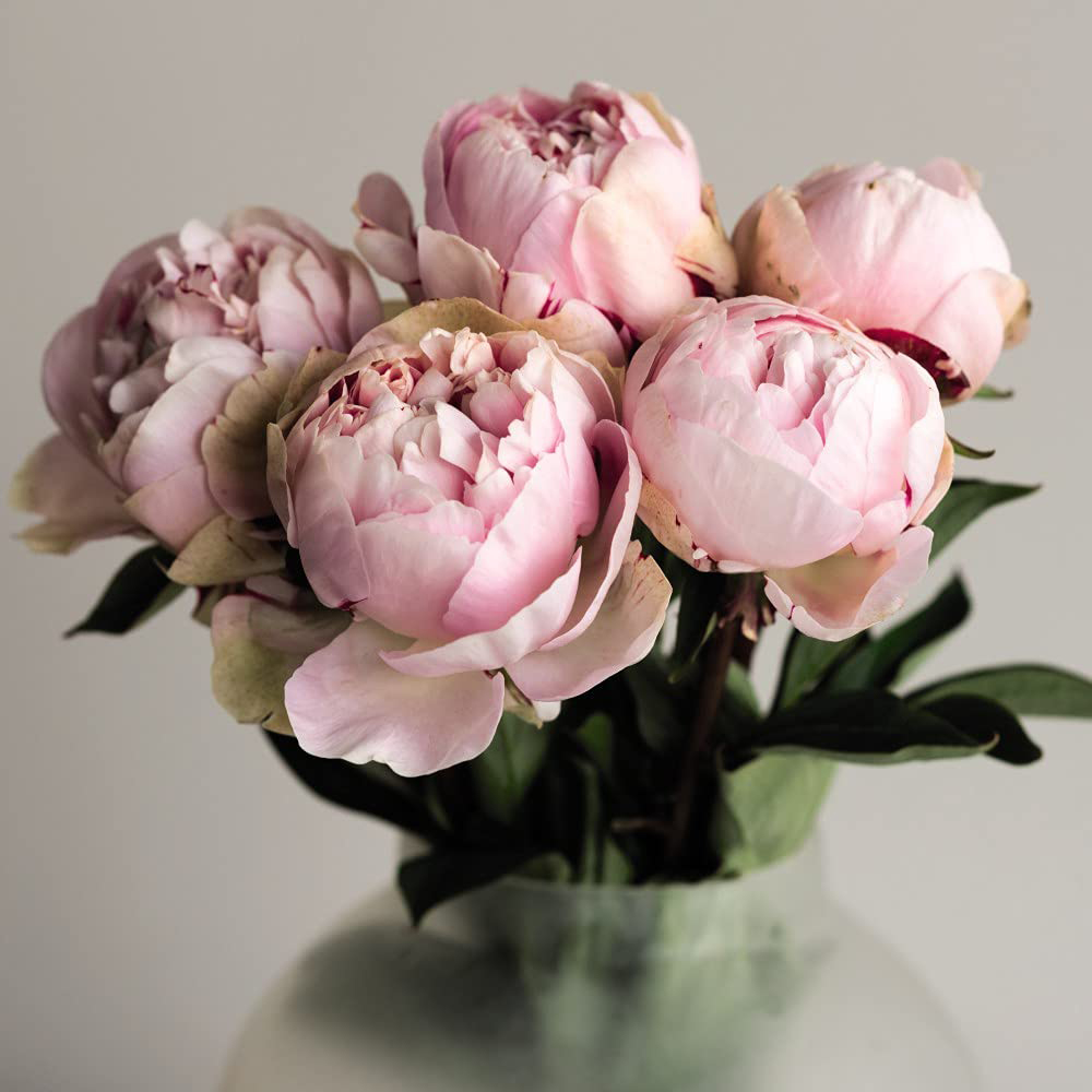 Thompson & Morgan Peony Edens Perfume Bare Root Image 3