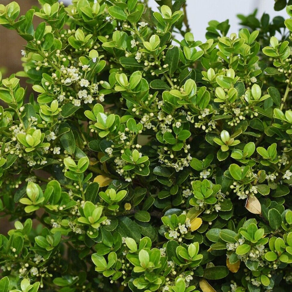 Inspirational Gifting Ilex Crenata Green Hedge Plant 20-30cm 5 Pack Image 2