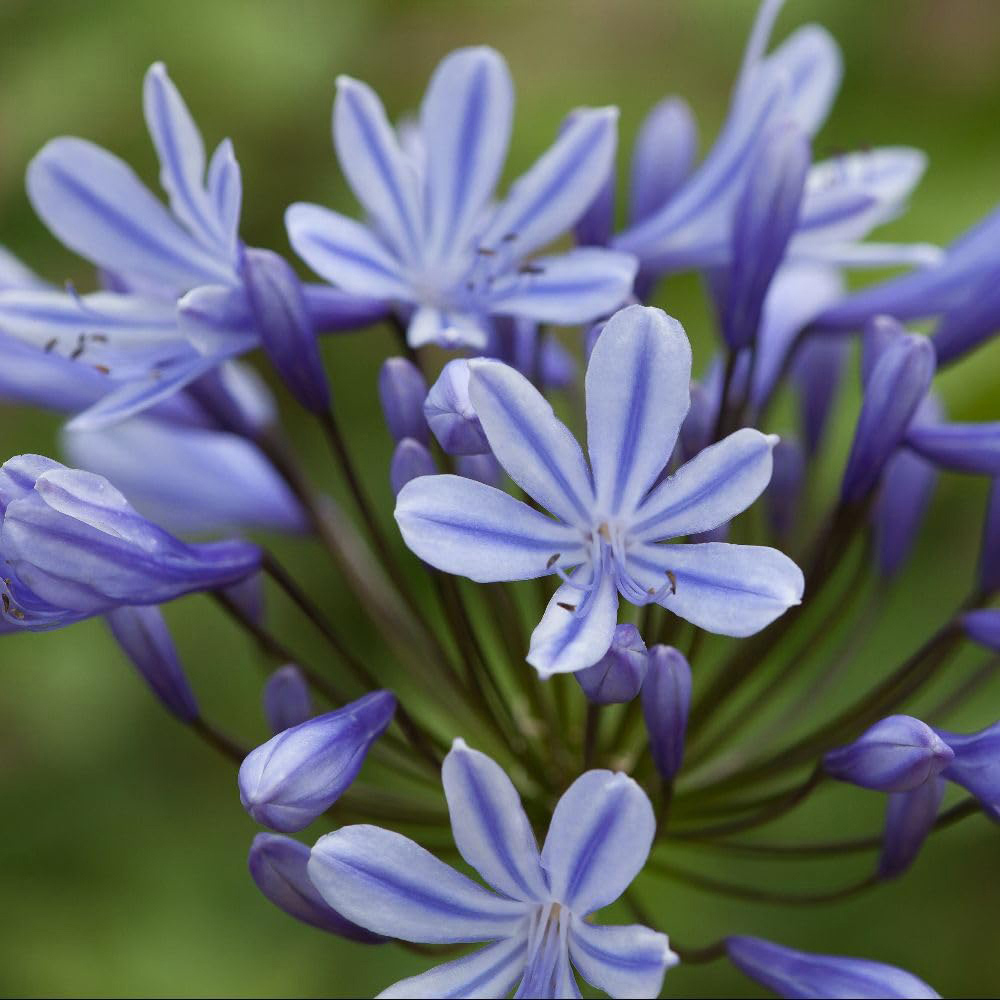 Thompson and Morgan Agapanthus Sweet Surprise Plant Pot 9cm 2 Pack Image 1