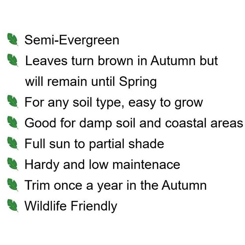 Inspirational Gifting Hornbeam Semi-Evergreen Bare Root Hedge Plant Sapling 4-5ft 5 Pack Image 7