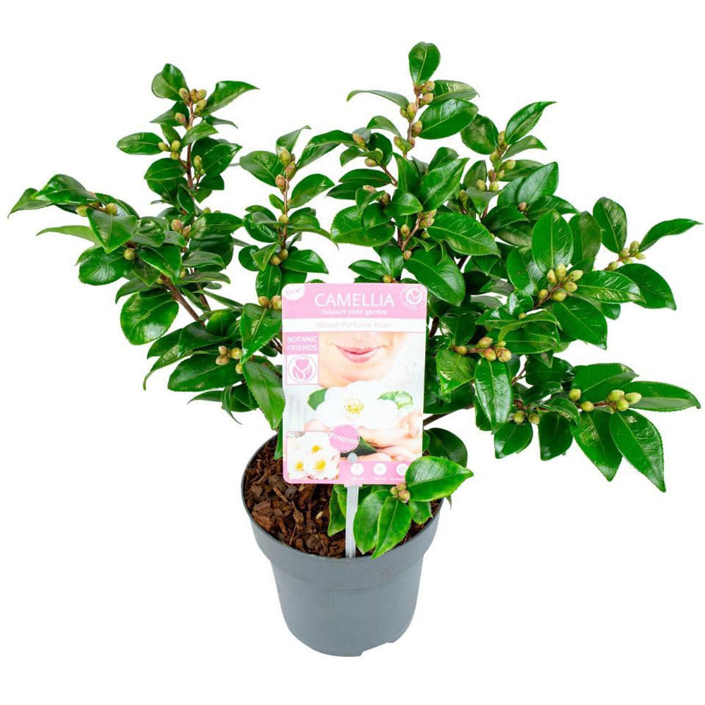 Thompson and Morgan Camellia Japonica Winter Perfume Pearl Plant Pot 15cm Image 2