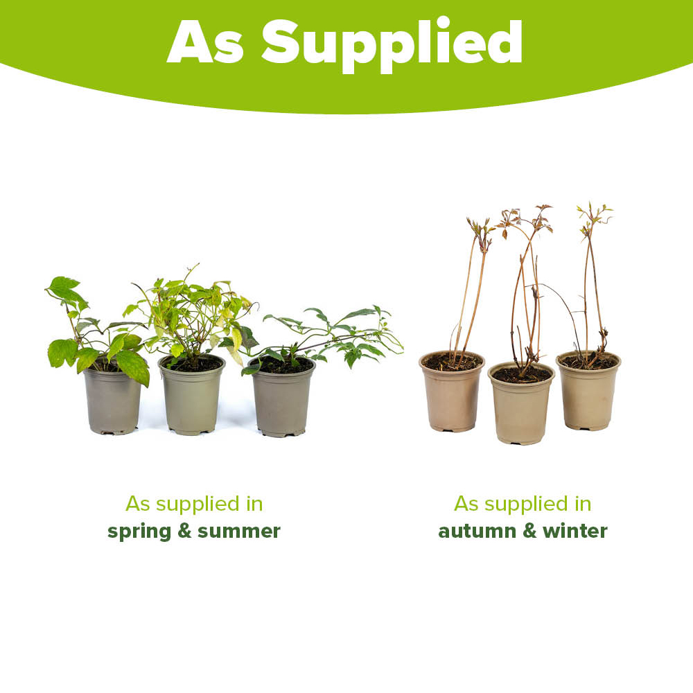 YouGarden Clematis Montana Collection Plant Pot 7-9cm 3 Pack Image 4