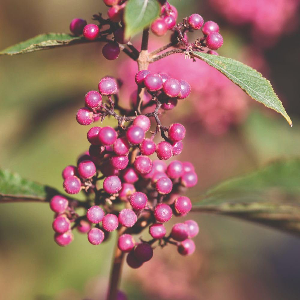 Thompson and Morgan Callicarpa Bodinieri Profusion Plant Pot 9cm 3 Pack Image 1