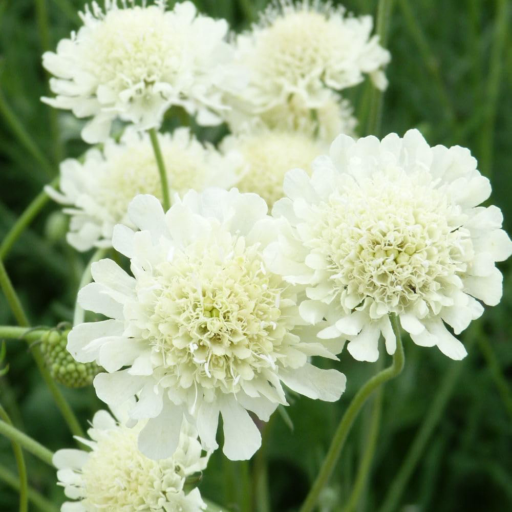 Thompson and Morgan Scabiosa Ochroleuca Plant Pot 9cm 2 Pack Image 1