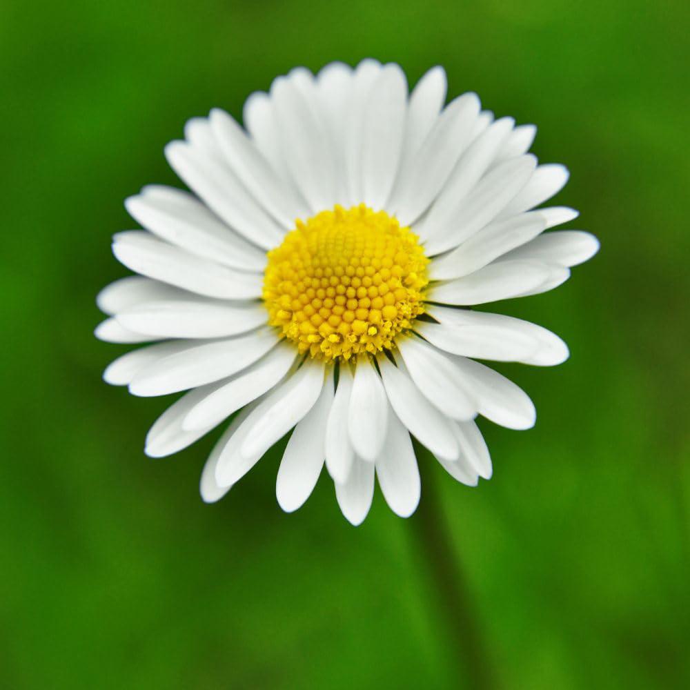 Thompson & Morgan Single White Bellis Daisy Seeds Image