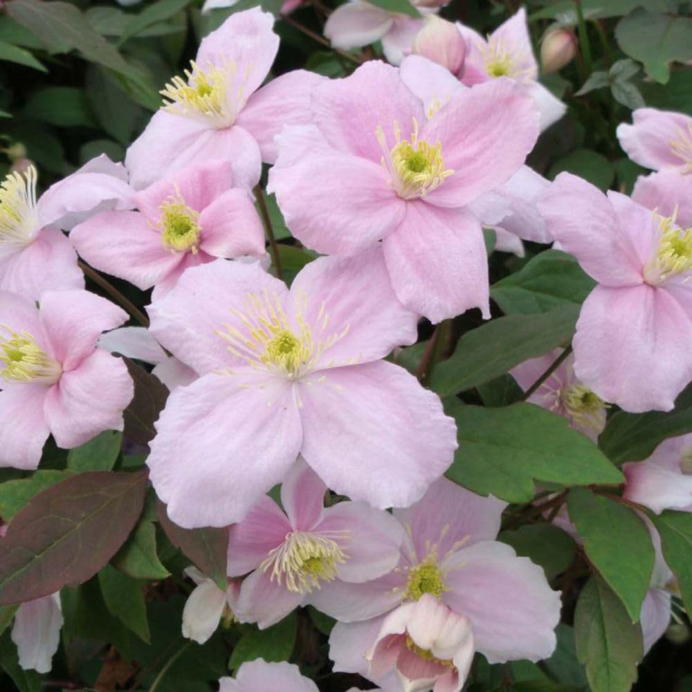 Thompson and Morgan Clematis Montana Mayleen Pot 7cm 3 Pack Image 3