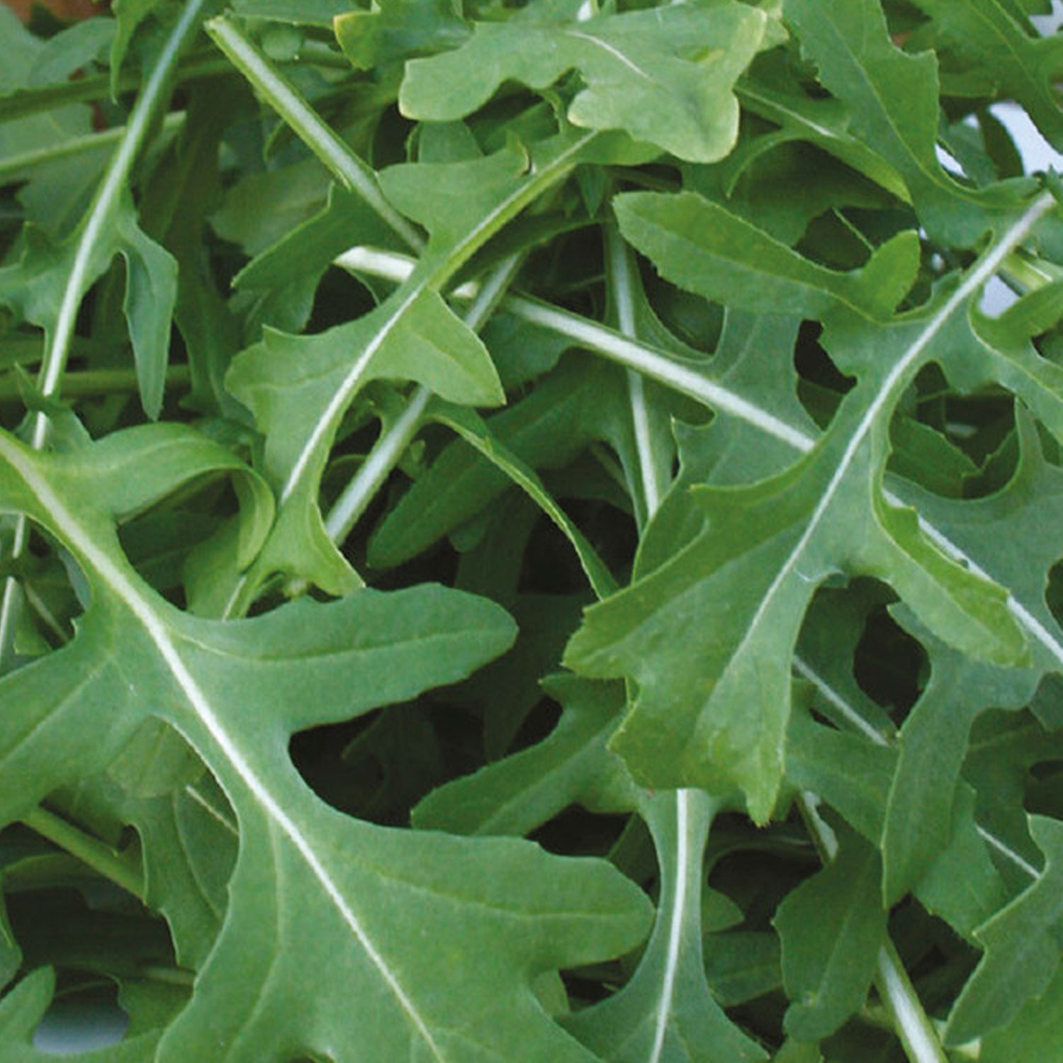Johnsons Kennedy Rocket Seeds Image 1