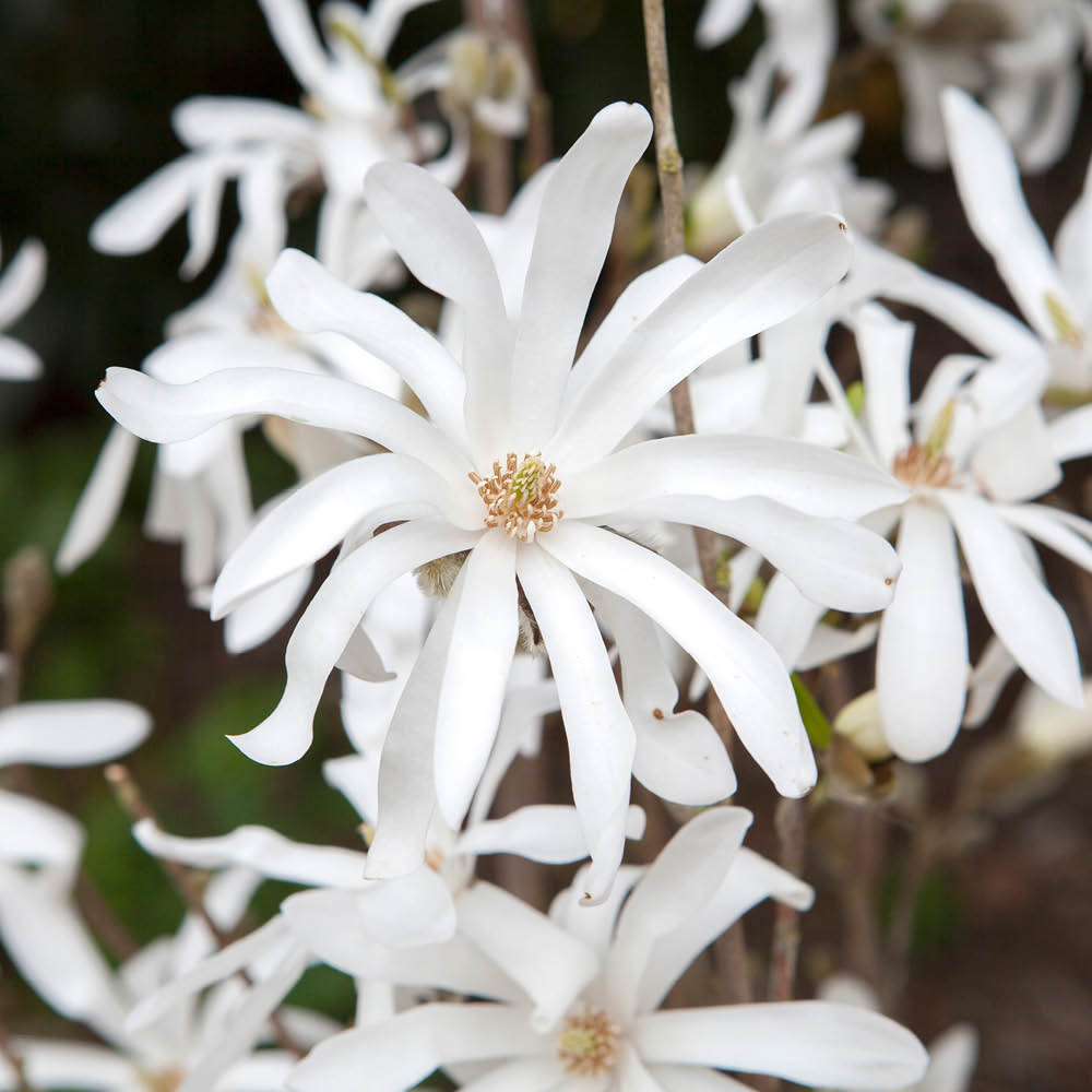 YouGarden Standard Star Magnolia Stellata Plant Pot Image 3