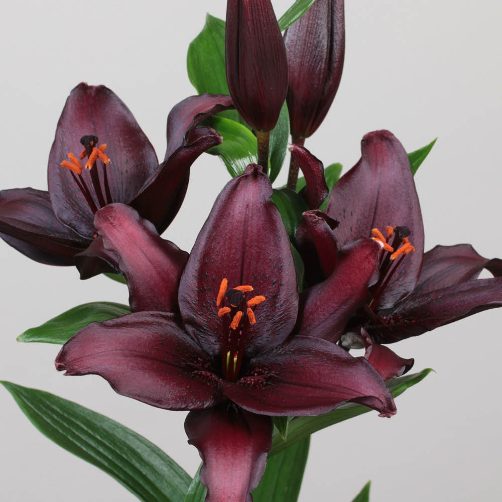 YouGarden Secret Kiss Lily Bulb 10 Pack Image 2