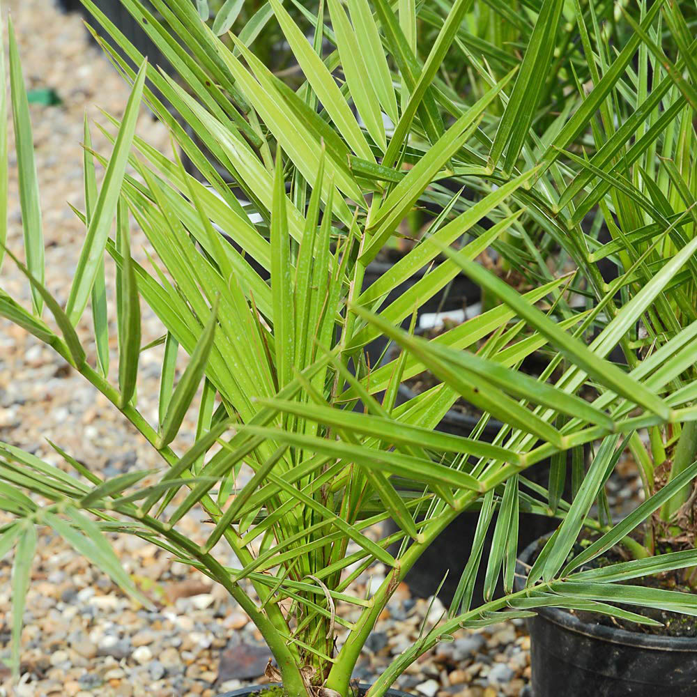 Thompson and Morgan Phoenix Palm Evergreen Plant Pot 1.5L Image 4