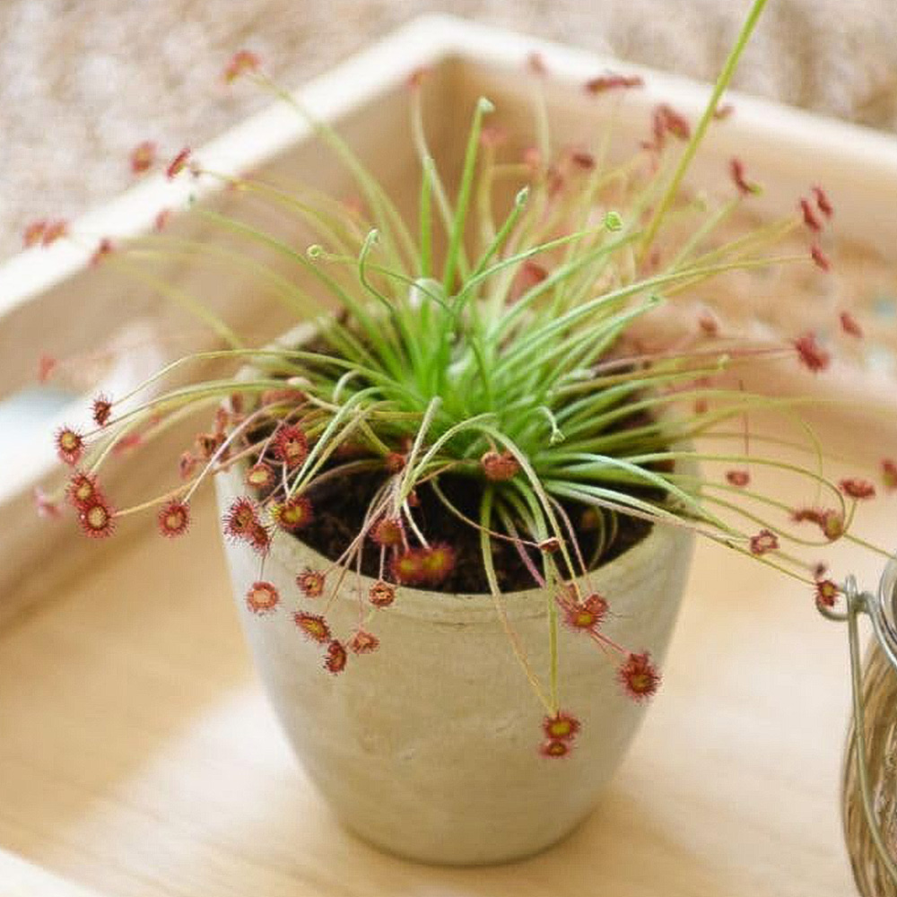 Thompson and Morgan Drosera Paradoxa Plant Pot 9cm 2 Pack Image 1
