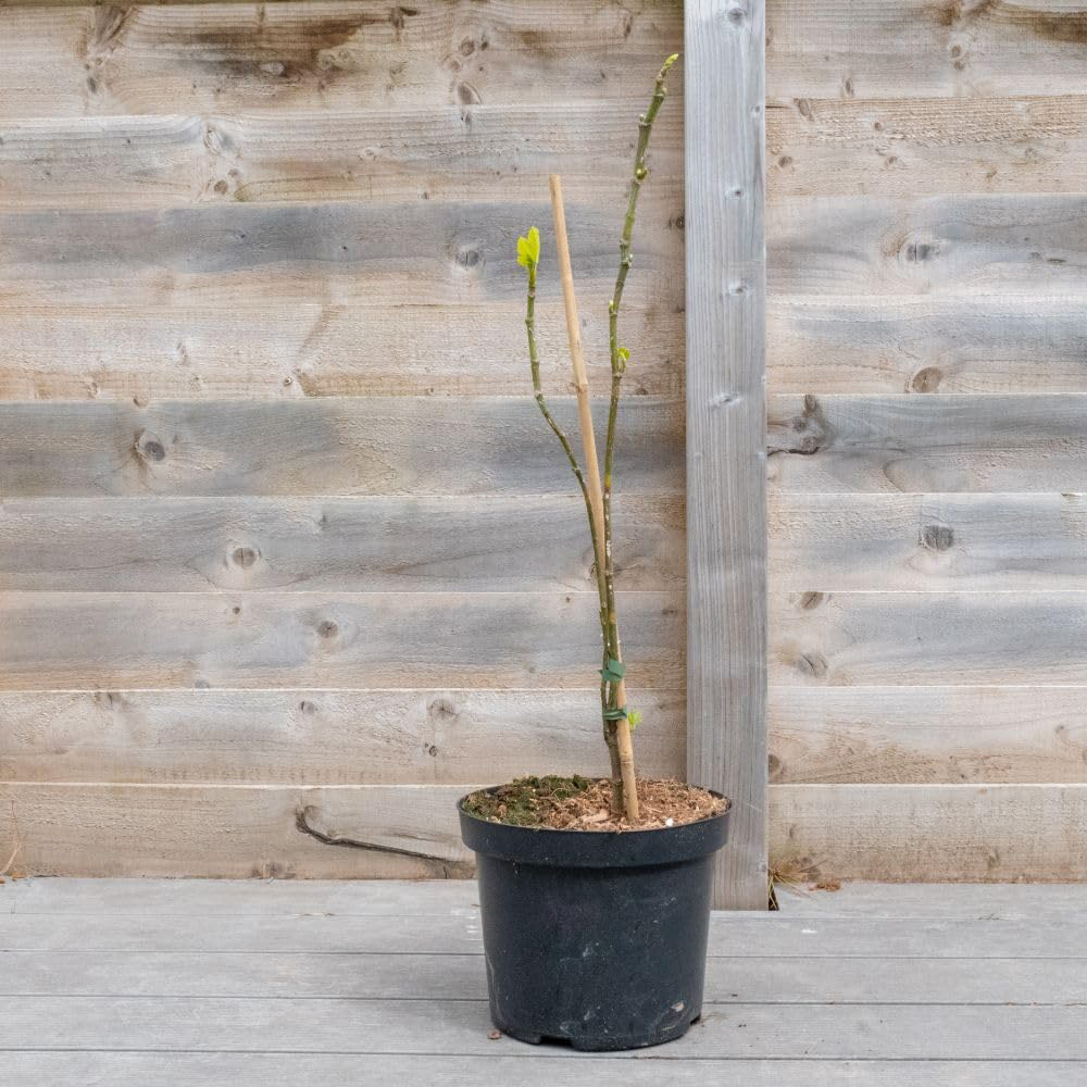 Thompson and Morgan Ficus Carica Stem Plant Pot 12L Image 7