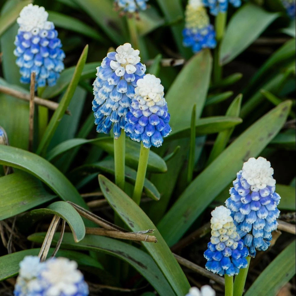 Thompson and Morgan Muscari Mountain Lady Autumn Planting Bulb 16 Pack Image 3