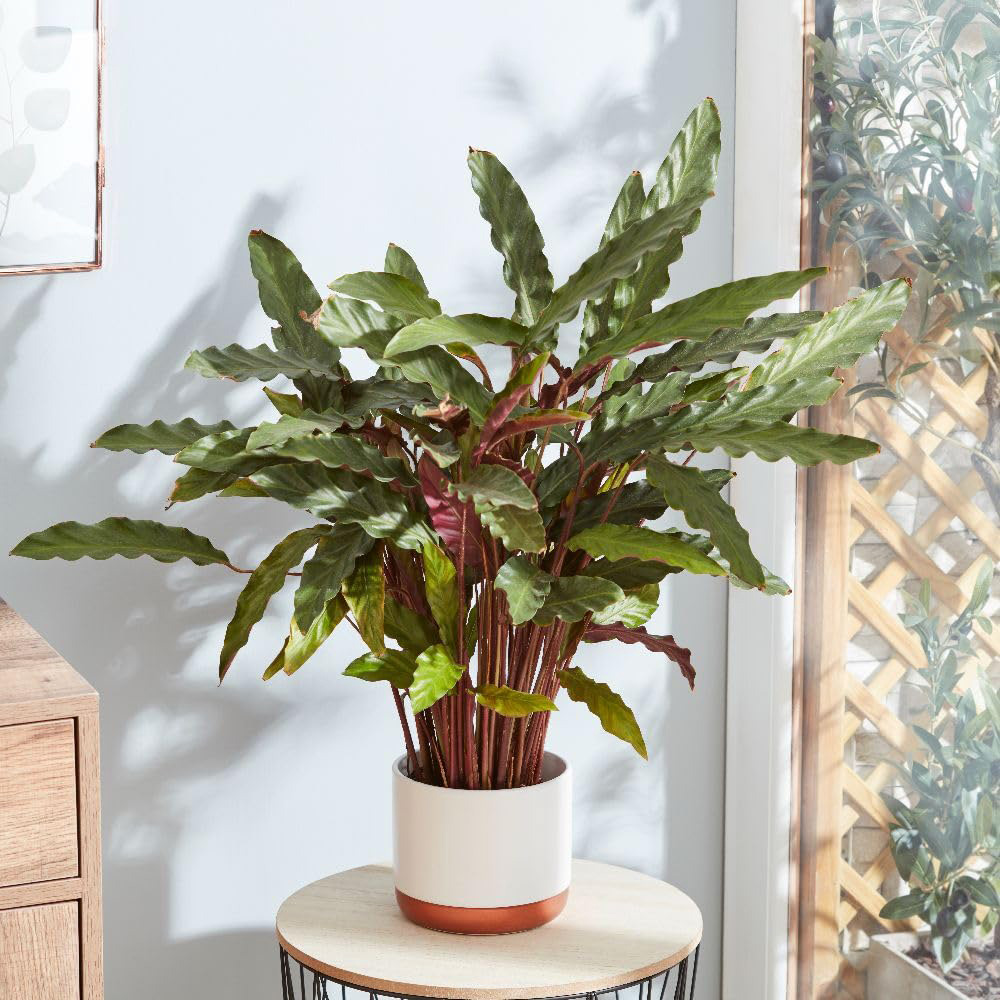 Thompson and Morgan Calatheas Rufibarba Plant Pot 12cm 2 Pack Image 3