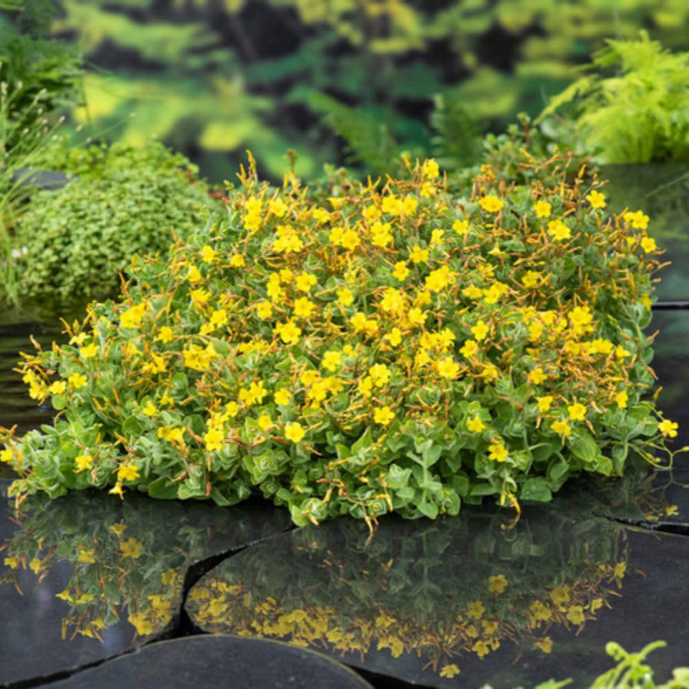 Thompson and Morgan Hypericum Elodes Plant Pot 9cm 2 Pack Image 5