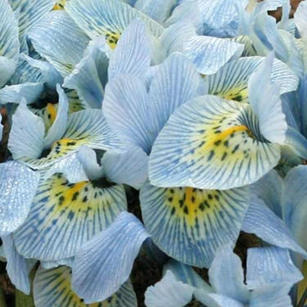 Thompson and Morgan Iris Katharine Hodgkin Autumn Planting Bulb 8 Pack Image 4