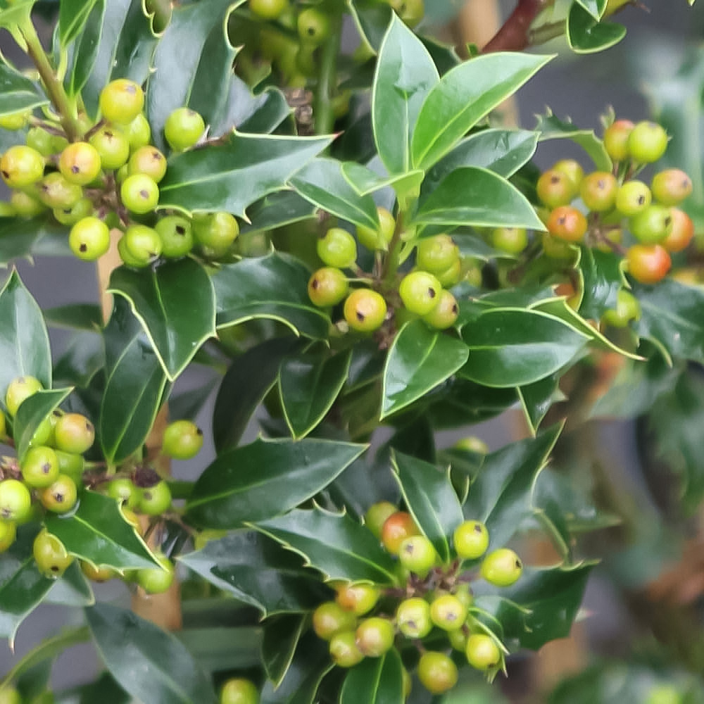 Thompson and Morgan Ilex Aquifolium Alaska Plant Pot 9cm Image 3