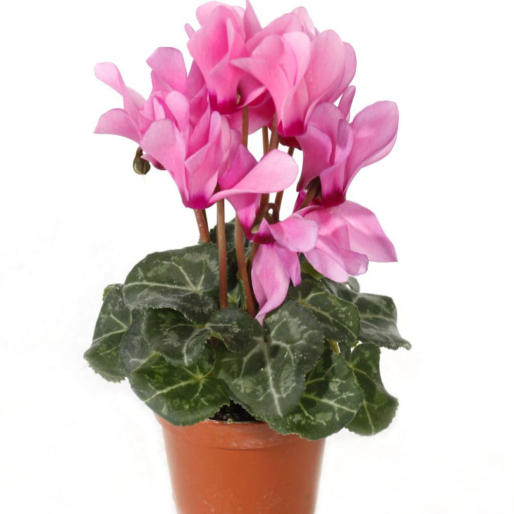 Thompson and Morgan Pink Cyclamen Plant Pot 9cm Image 4