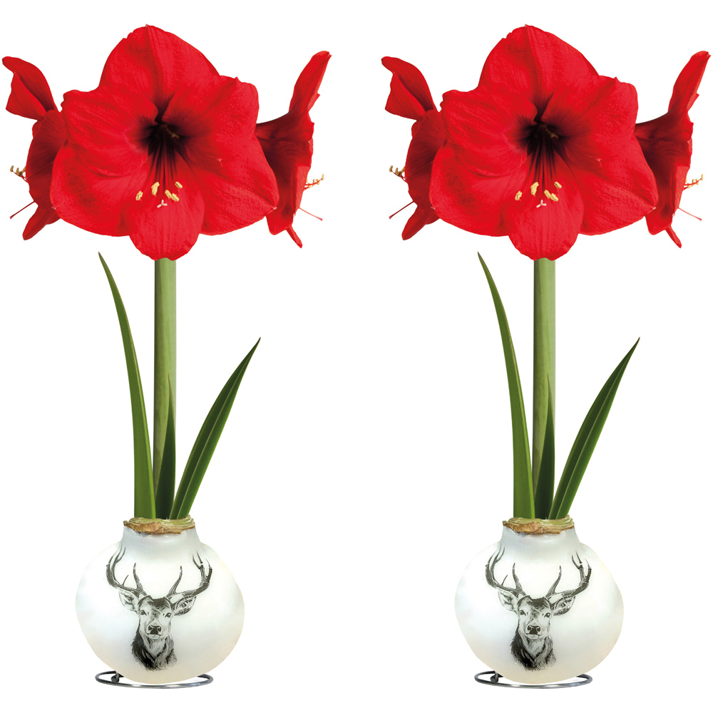 Thompson and Morgan Christmas Gift Porcelain Stag Amaryllis in Touch of Wax 2 Pack Image 2