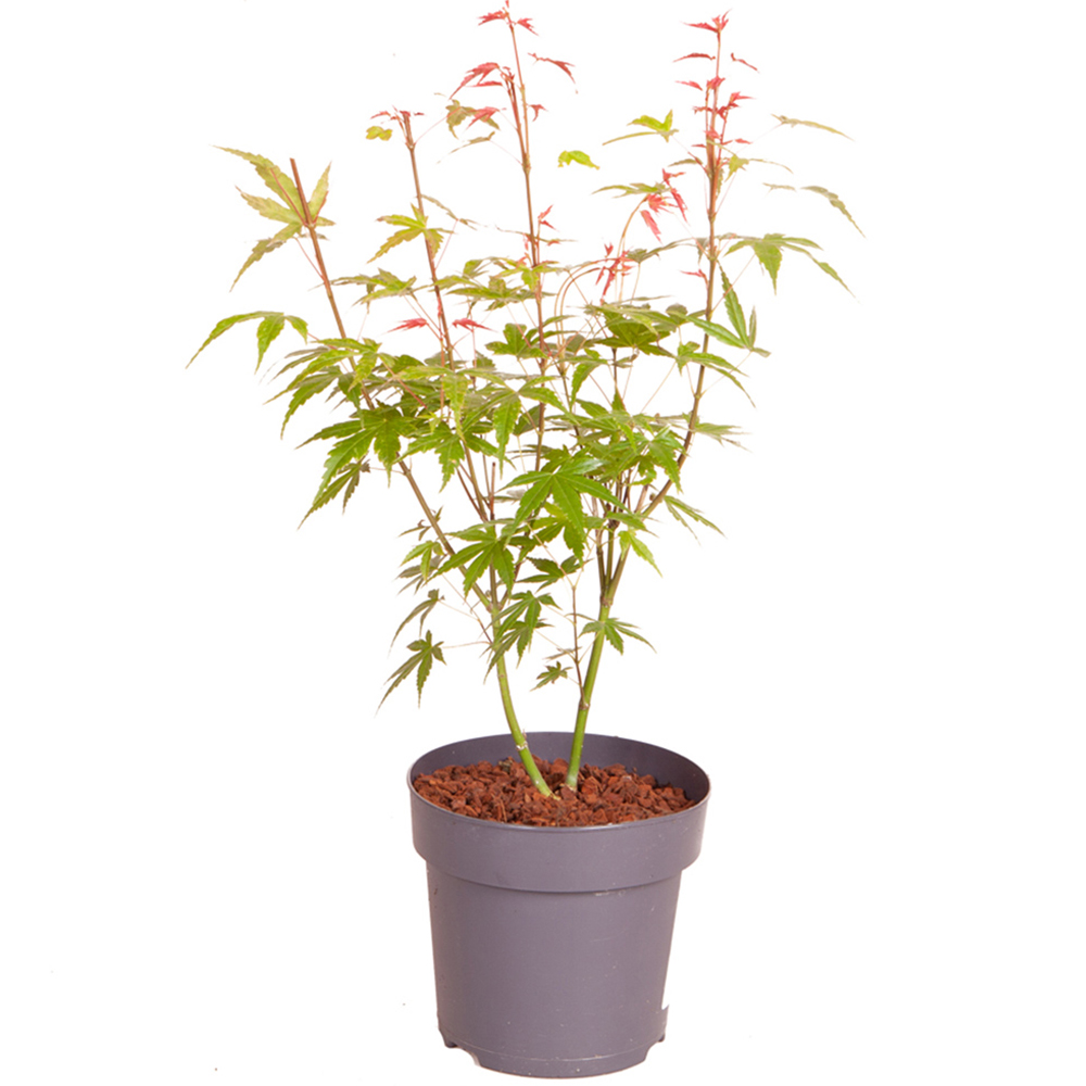 wilko Acer Palmatum Phoenix Plant Pot Image 4