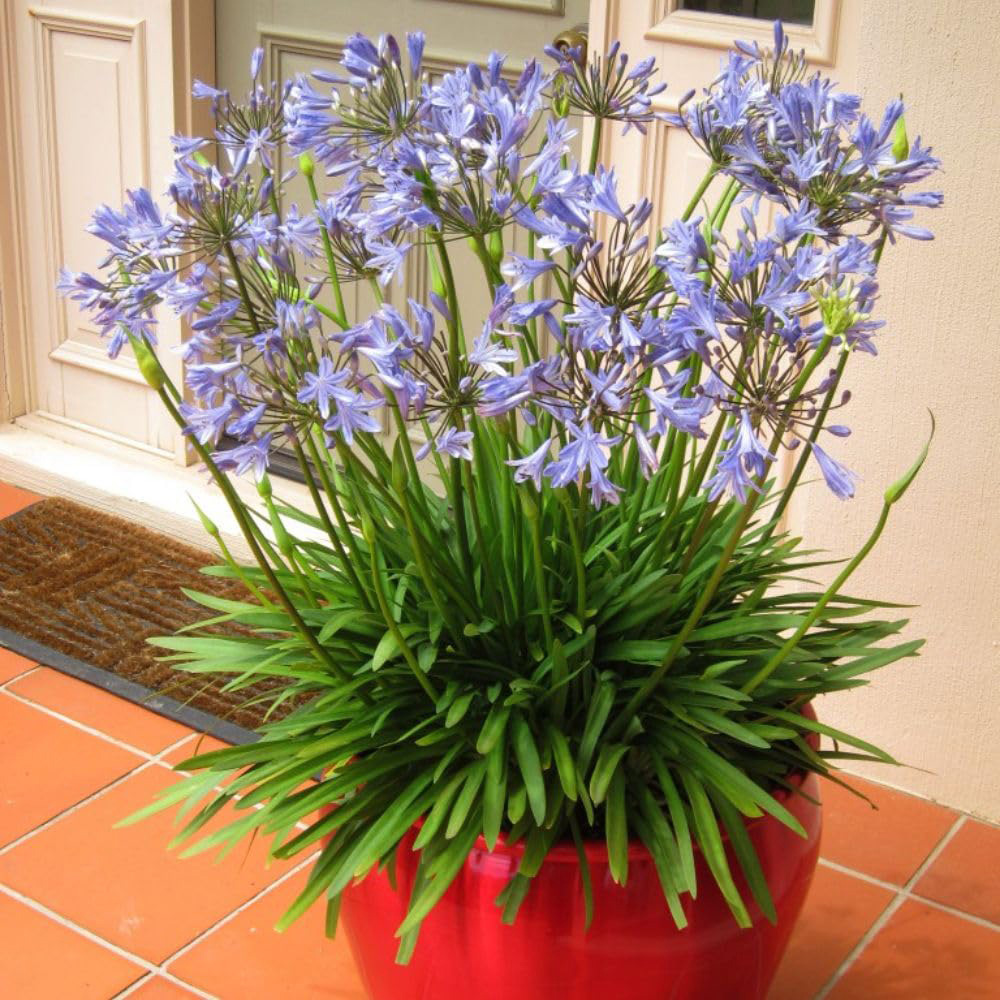 Thompson and Morgan Agapanthus Blue Storm Plant Pot 9cm 2 Pack Image 2