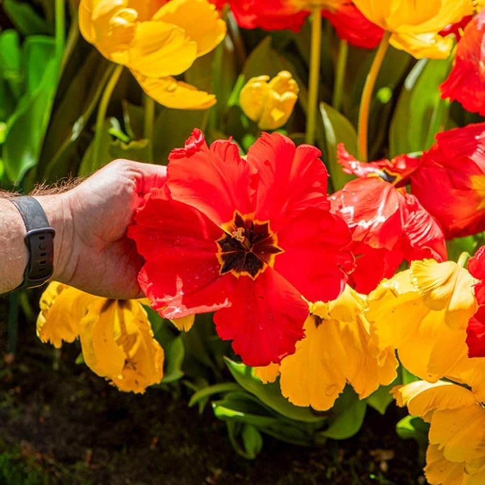 Thompson and Morgan Tulip Giant Phoenix Mixed Planting Bulb 16 Pack Image 3